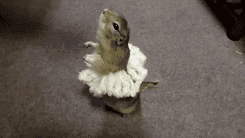 chipmunk-animals-free-animated-gifs-gameznet 038.gif